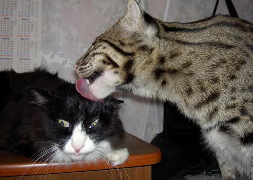 中国男篮提升传导速度应对高强度防守,中国男篮传奇球员