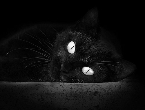 奥运备战团队建设日趋科学,奥运会备战办公室是什么单位