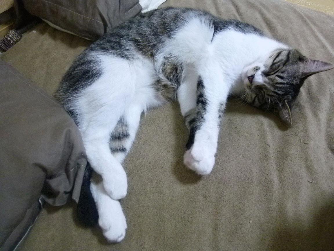 开云体育app官网-中小学篮球教师专题培训讲解技战术与心理教学融合技巧，篮球教师培训心得